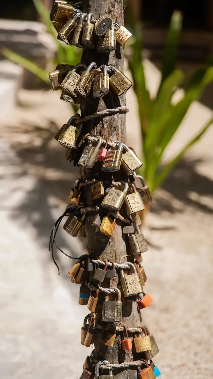 Detalle de los candados encadenados alrededor del tronco.