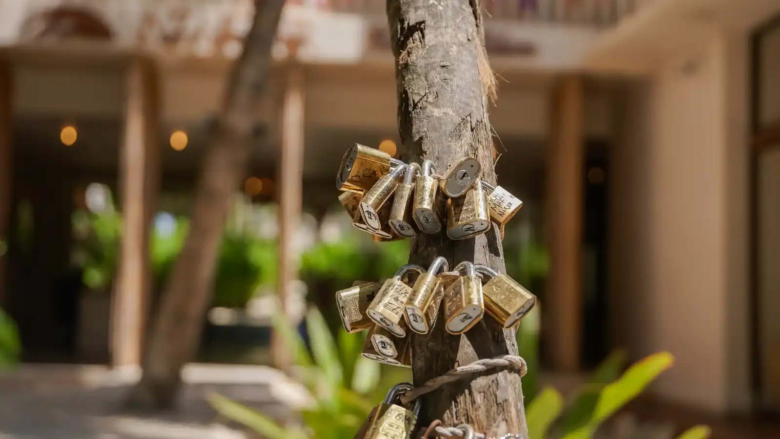 Candados atados a un tronco, con la fachada del hotel desenfocada detrás.