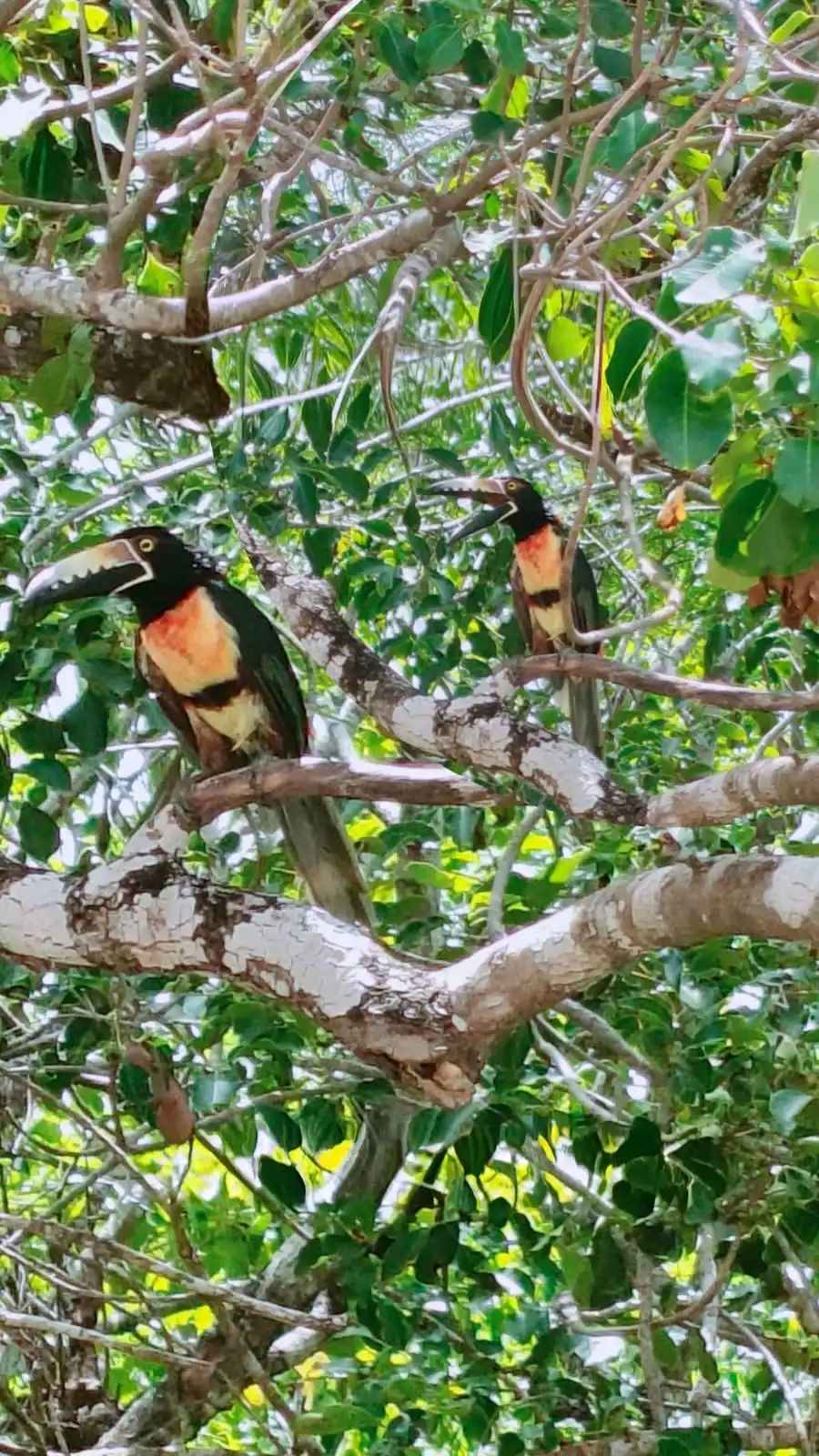 Dos tucanes posados en las ramas de un árbol, entre el follaje.