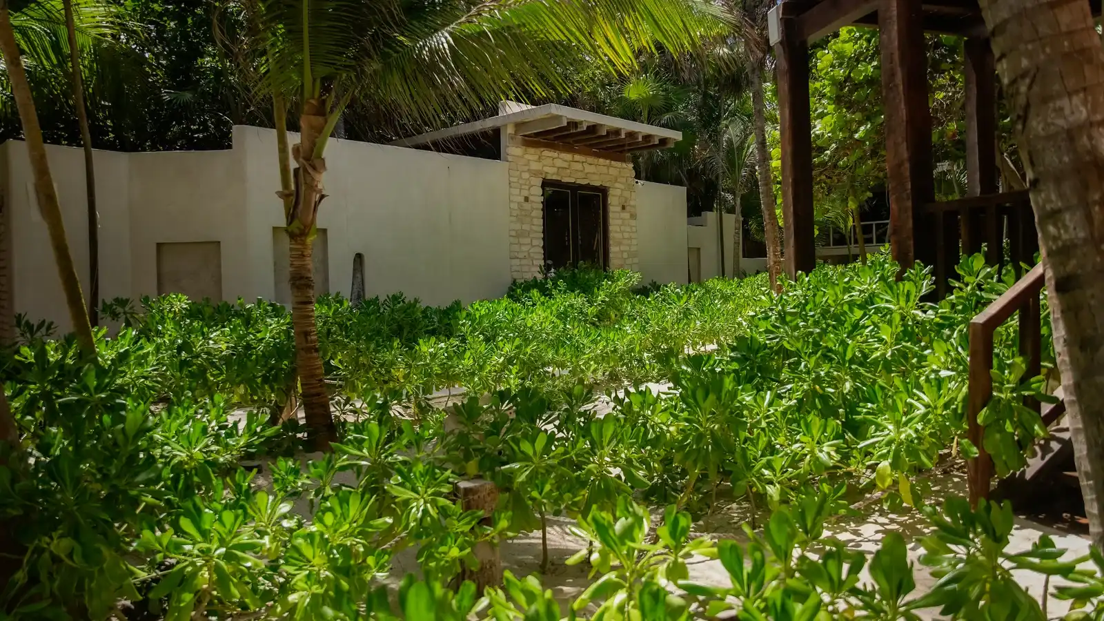 Jardín de palmeras con un edificio de piedra al fondo.