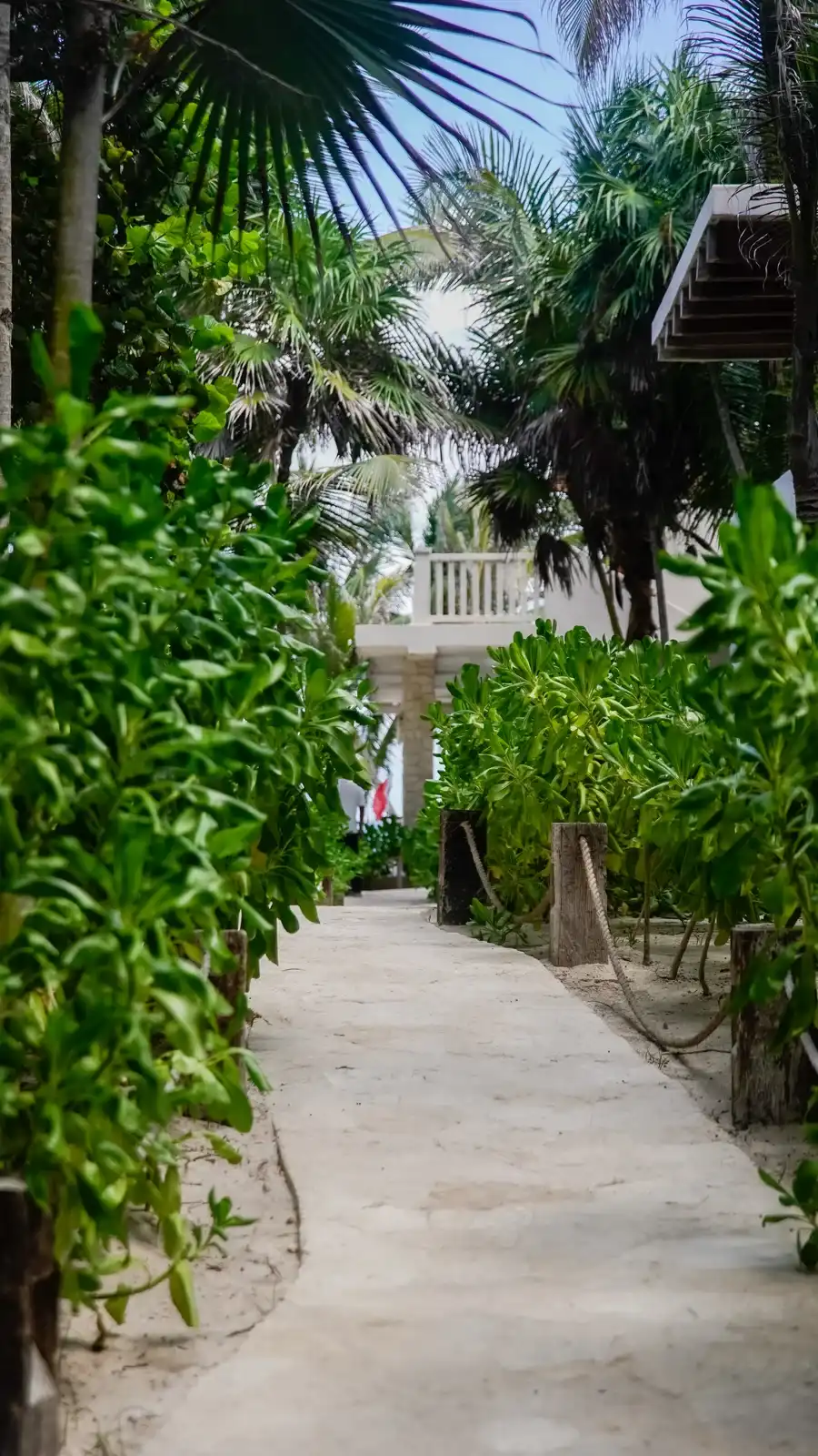 Sendero de cemento entre la vegetación, hacia el interior del hotel.