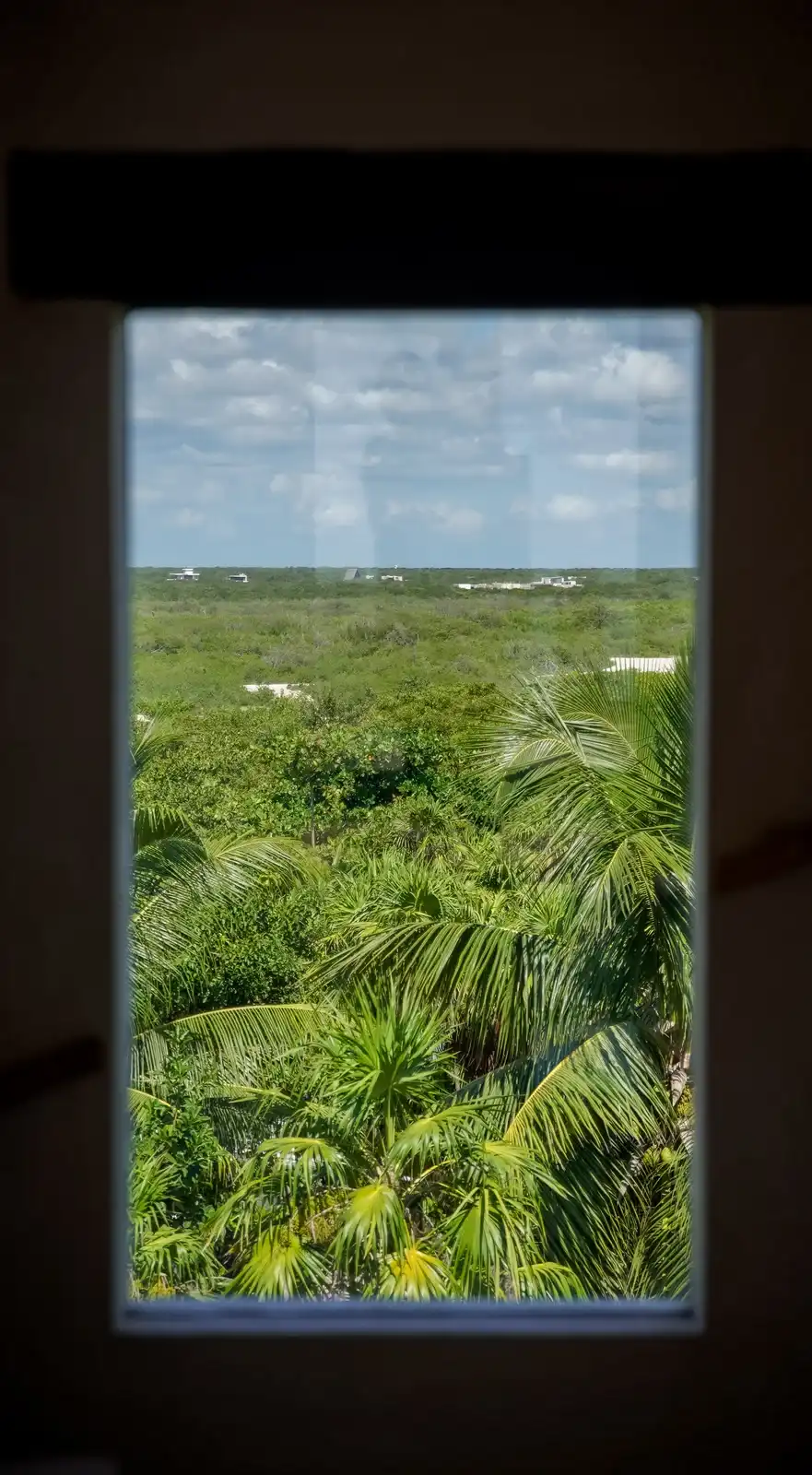 Ventana vertical que enmarca las palmas de la selva.