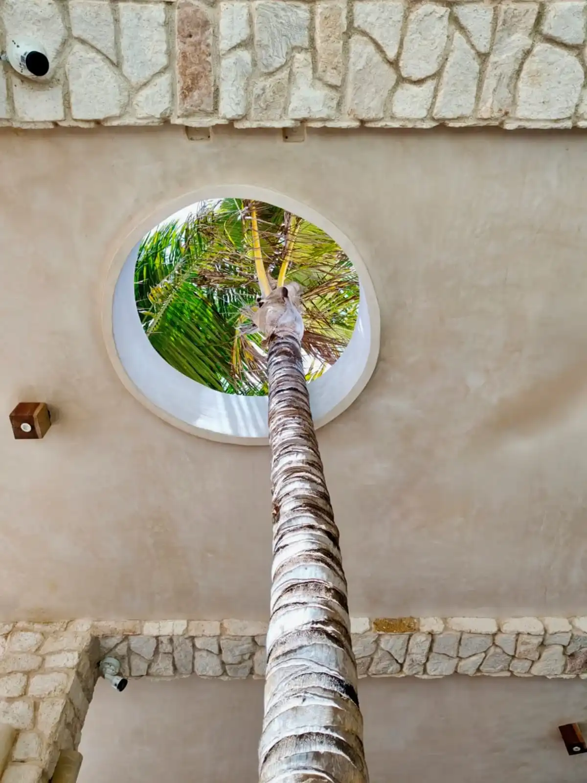 Una palmera que atraviesa un óculo redondo abierto en el techo de estuco.
