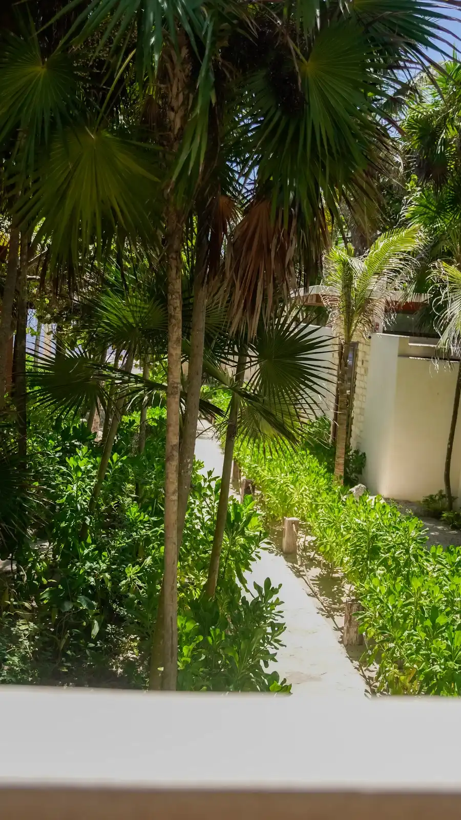 Sendero de piedra entre palmeras, hacia los bungalows.