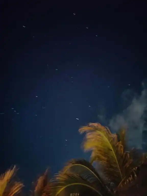 Cielo nocturno con las palmeras recortadas contra las estrellas.